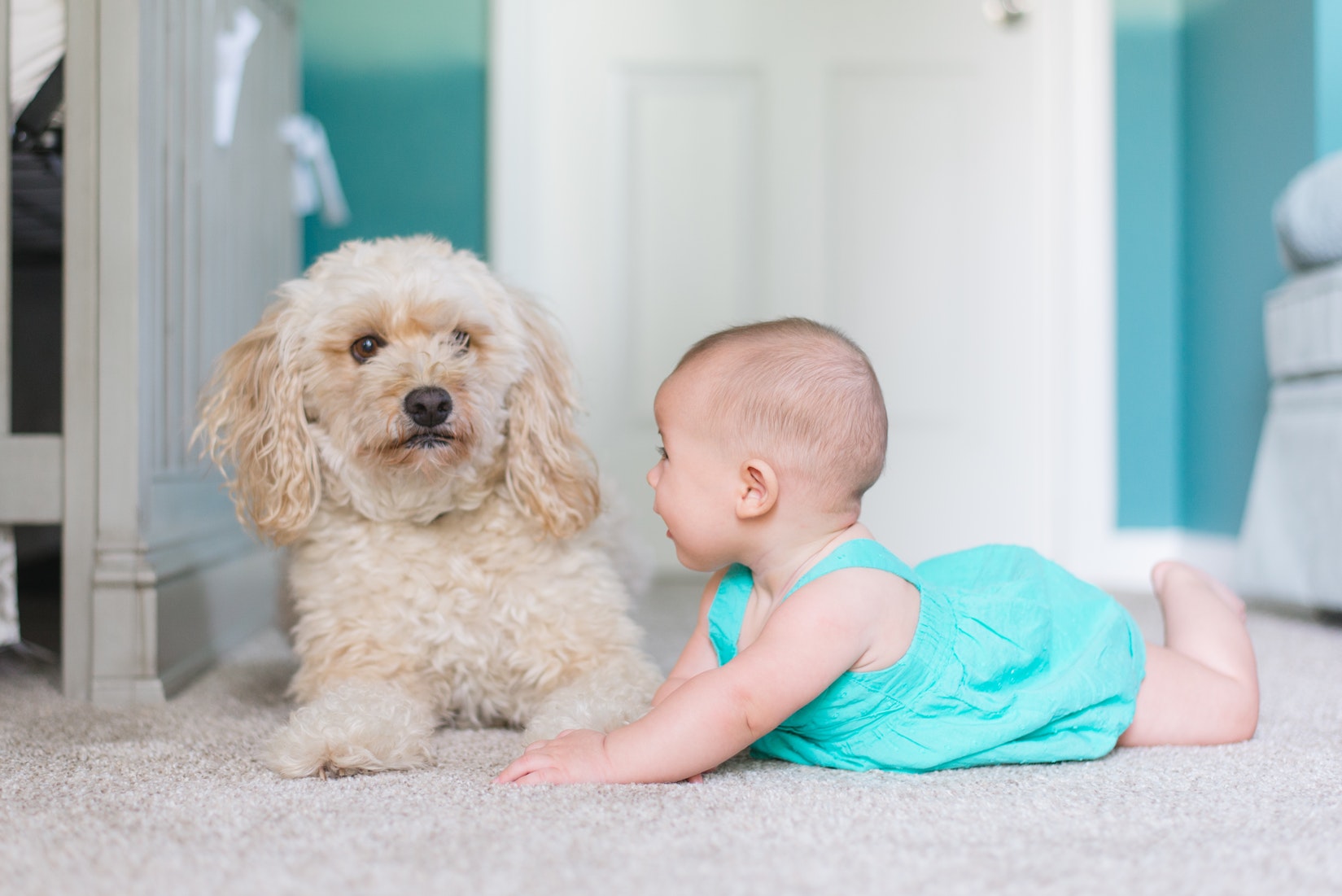 Mold Carpet Long Beach Carpet Cleaning Compang Plumber