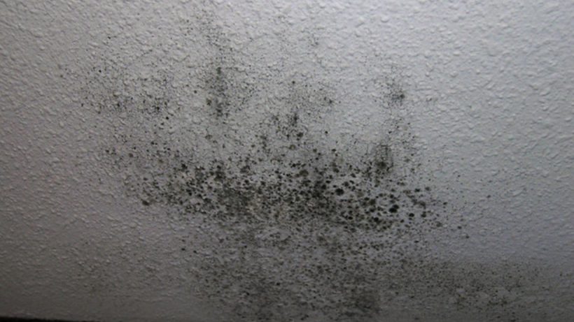 Long Beach Water Damage Company Long Beach mold damage service provider