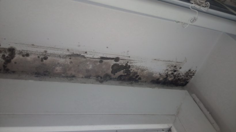 Mold Long Beach Mold Restoration Company