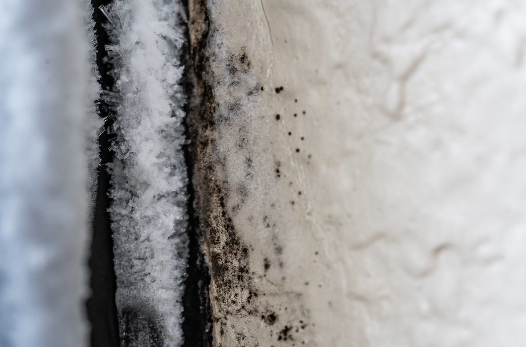 Understanding How Mold Can Grow Anywhere There’s Water