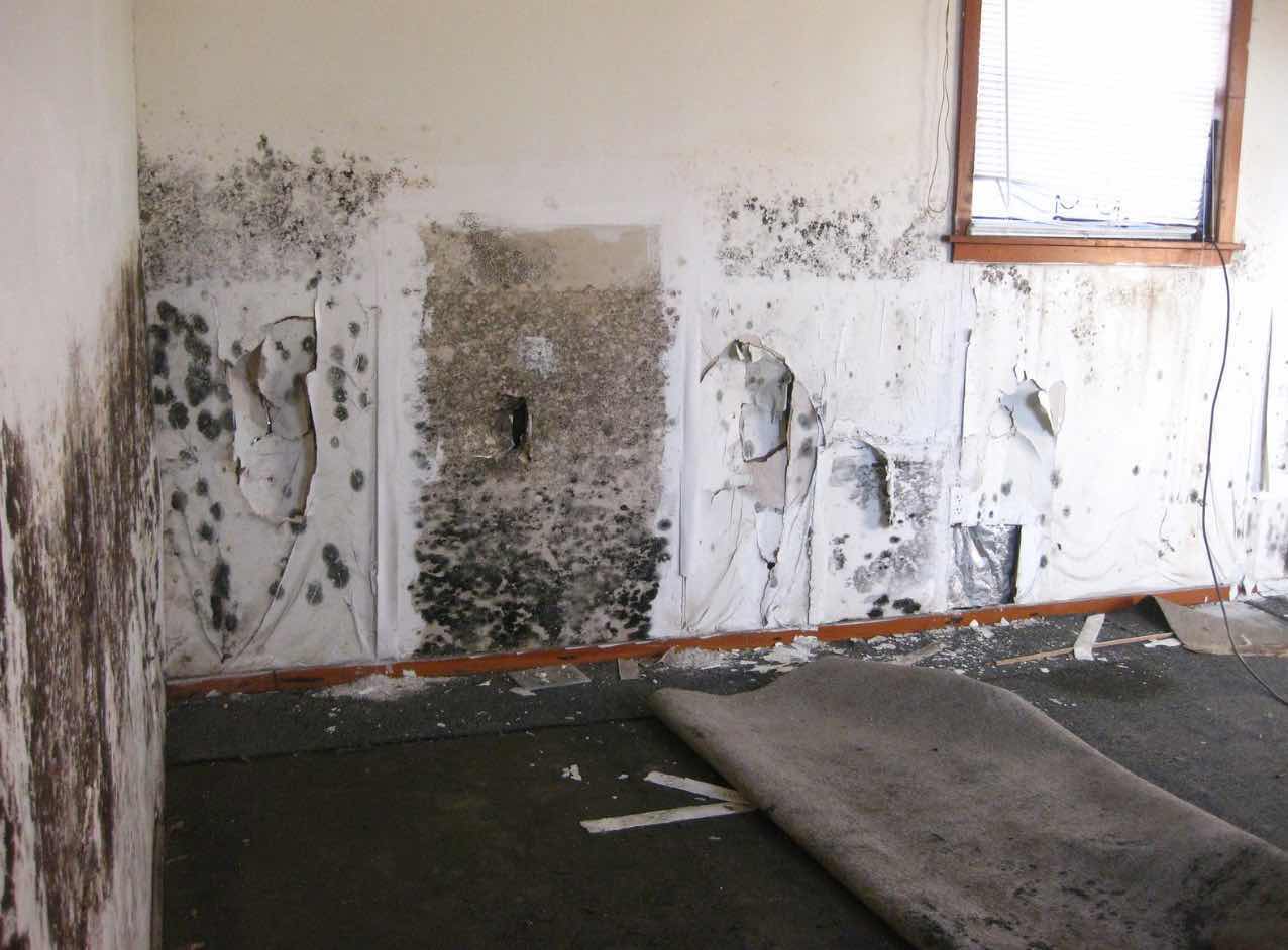 Mold Black Mold Long Beach Water Damage Company