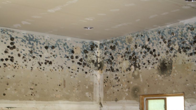 Long Beach mold damage company