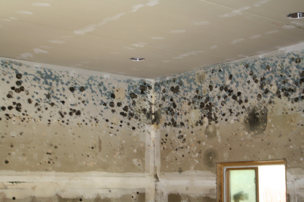 Long Beach mold damage company