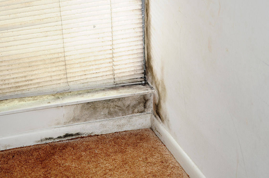 Mold and Mildew Plumber in Long Beach CA
